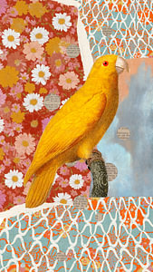 Paper, Pattern, Parrot