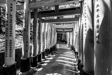 Rows of gleaming columns sparkle in the sun close along a long curve in the path. by Jan Willem de Groot Photography