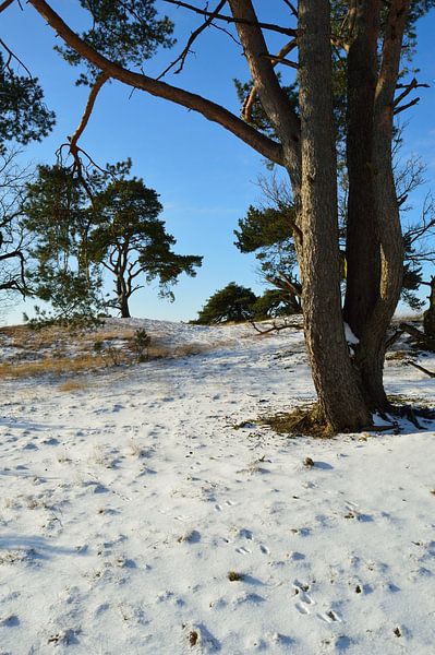 Natur auf einer verschneiten Sandverwehung von Gerard de Zwaan