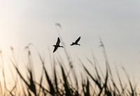 Geese at sunset