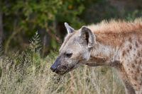Hyena