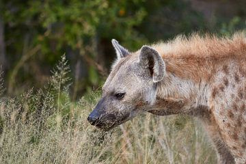 Hyena van Jolene van den Berg