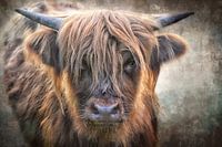 A little bull