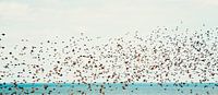 Dreams. Birds over the North Sea