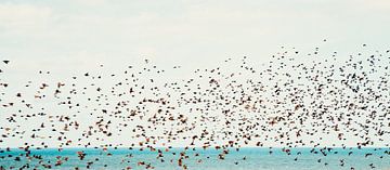 Träume. Vögel über der Nordsee von Yanuschka | Noordwijk Fotografie