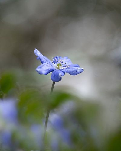 Fleur de foie