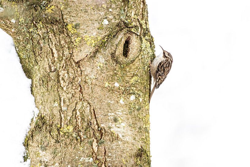 Tree creeper on snowy tree by Christien van der Veen Fotografie