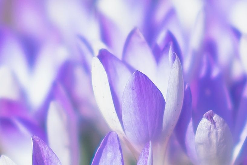 Frühling &amp; Blumen von Nicole Geerinck