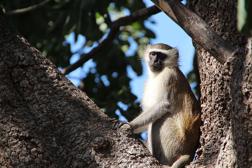 Regarder le singe sortir de l'arbre par Marije Zwart