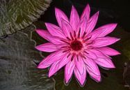 Roze lotusbloem  van Marcel van Balken thumbnail