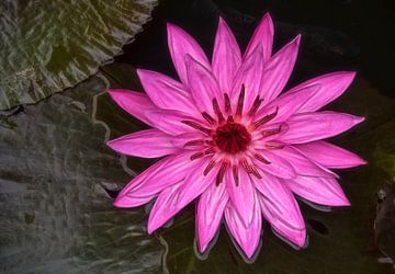Roze lotusbloem  van Marcel van Balken