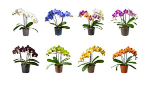 Sammlung von Orchideenblüten in einem Topf ein, isoliert auf weißem Hintergrund, ausgeschnitten