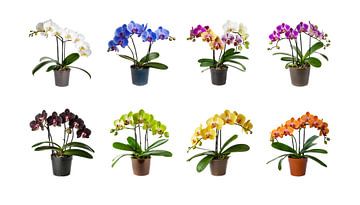 Sammlung von Orchideenblüten in einem Topf ein, isoliert auf weißem Hintergrund, ausgeschnitten von Animaflora PicsStock