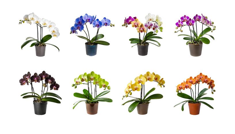 Sammlung von Orchideenblüten in einem Topf ein, isoliert auf weißem Hintergrund, ausgeschnitten von Animaflora PicsStock