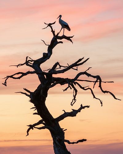 Ein Storch auf einem Baum in Gasteren Drenthe