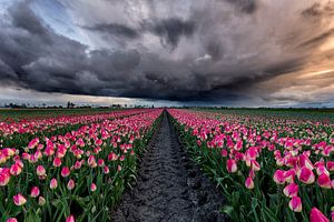 Tulpen onder de storm von Costas Ganasos