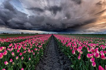 Tulpen onder de storm