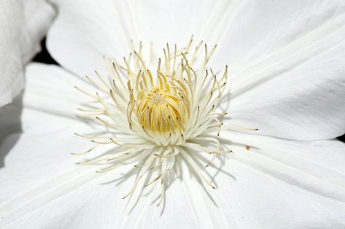 Weisse Klematis (Clematis), Deutschland