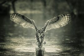 Uhu, die größte niederländische Eule von Petra Lakerveld