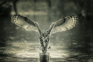 Hibou grand-duc, la plus grande chouette néerlandaise