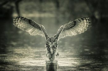 Uhu, die größte niederländische Eule