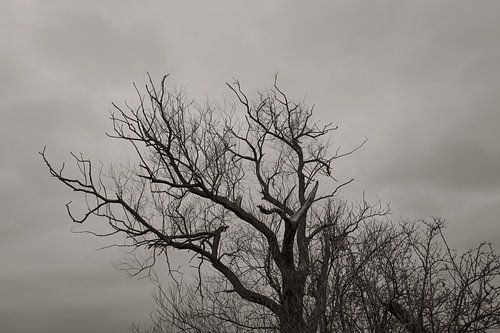 Bare trees in winter