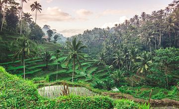 Prachtige rijstvelden op Bali (Indonesie). van Claudio Duarte