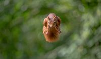flying squirrel