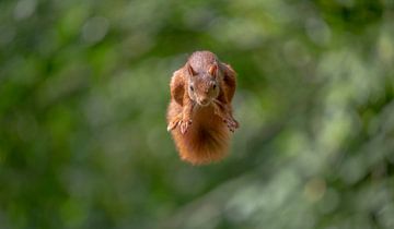 vliegende eekhoorn van Maurice van de Waarsenburg