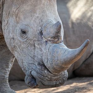 Curieux - rhinocéros sur Sharing Wildlife