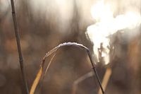 A touch of sun