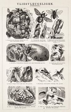 Assiette pédagogique avec les Hyménoptères sur Studio Wunderkammer