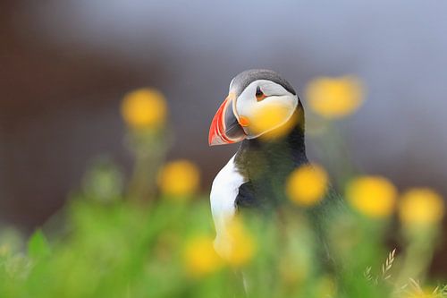 Puffin IJsland
