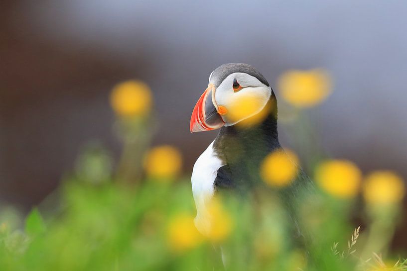 Puffin Iceland by Frank Fichtmüller
