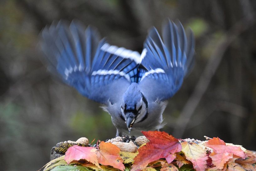 Ein Blauhäher am Futterhäuschen im Garten von Claude Laprise