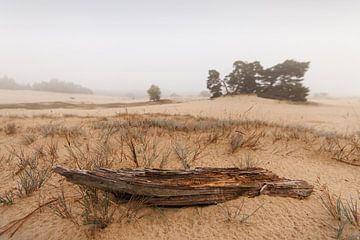 Kootwijkerzand sur Halma Fotografie