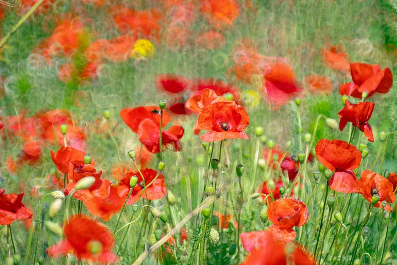 Coquelicots en style pittoresque par Yanuschka | Fotografie Noordwijk