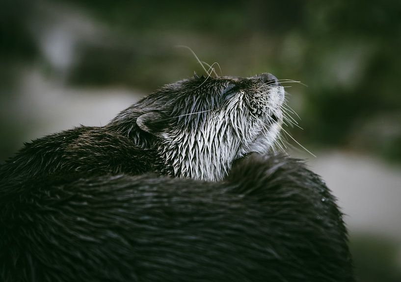Cute Otter in Focus by Crystal Clear