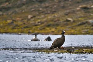 Eiderenten — Seevogel an Norwegens Küste
