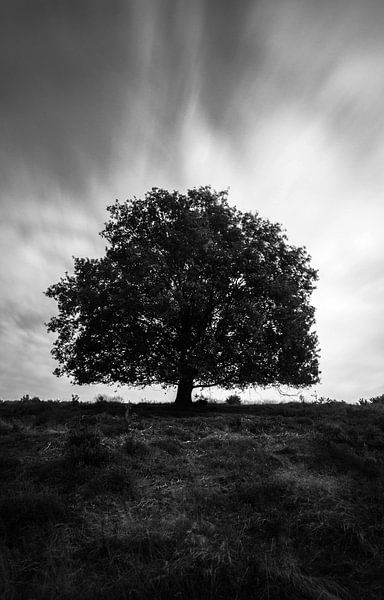 I Stand Alone (BW) van Cho Tang