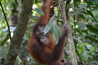 Orang-utan in Sepilok, Borneo