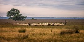 Shepherd with flock on the moors by Leon Okkenburg