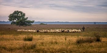 Herder met kudde op de heide