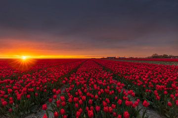 Rode Tulpen met Zonsondergang van Zwoele Plaatjes