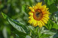 Zonnebloem in de ochtendzon / Sunflower in the morningsun van Henk de Boer thumbnail