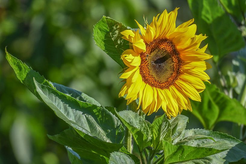Sonnenblume in der Vormittagssonne von Henk de Boer