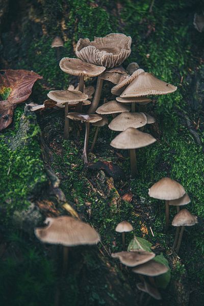 Herbst - Pilze 1 von DTC Art
