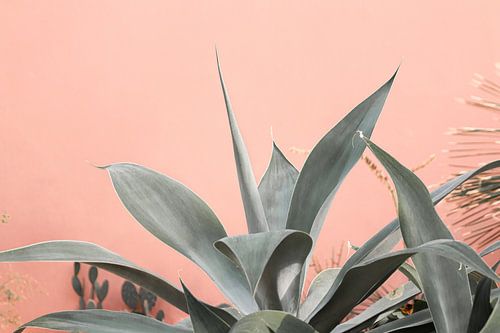 Exotische vetplant steekt af tegen roze muur