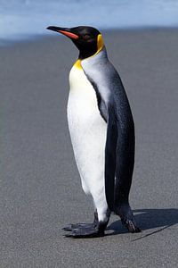 Pingouin royal sur la plage