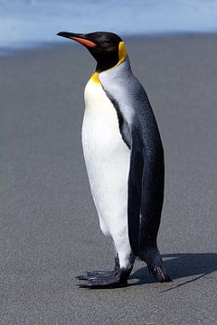 Pingouin royal sur la plage sur Angelika Stern